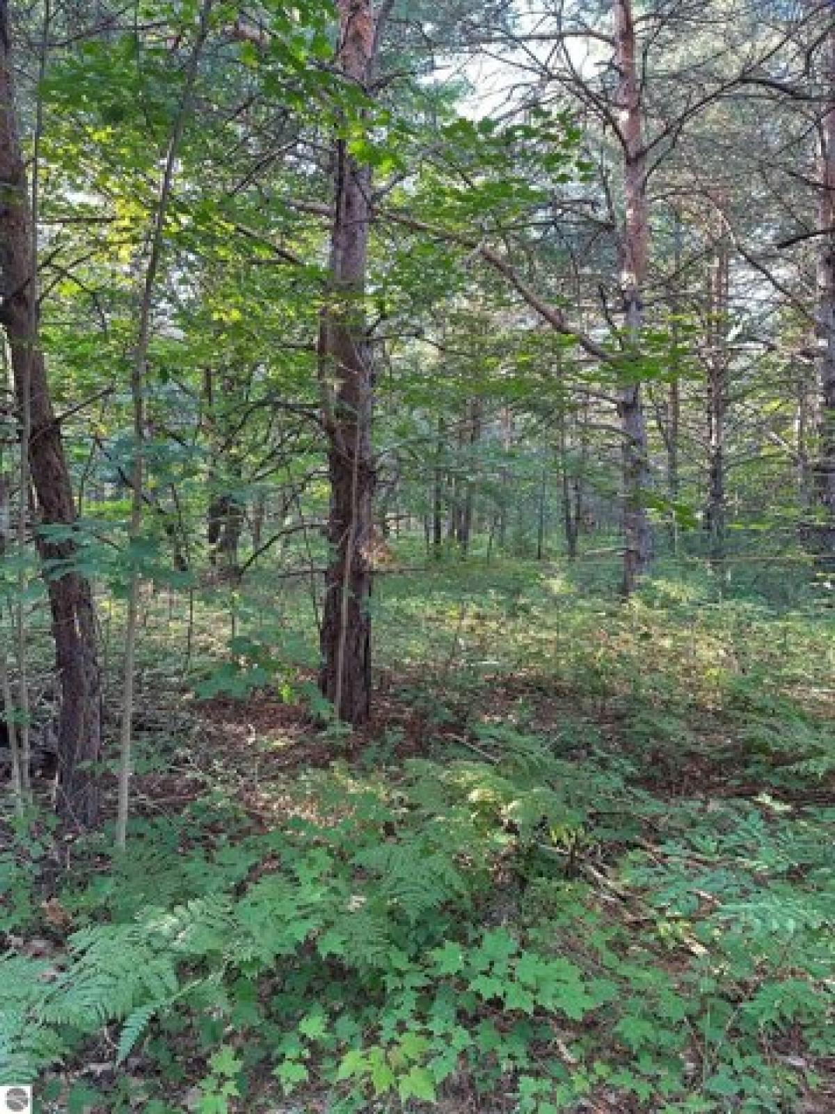 Picture of Residential Land For Sale in Kalkaska, Michigan, United States