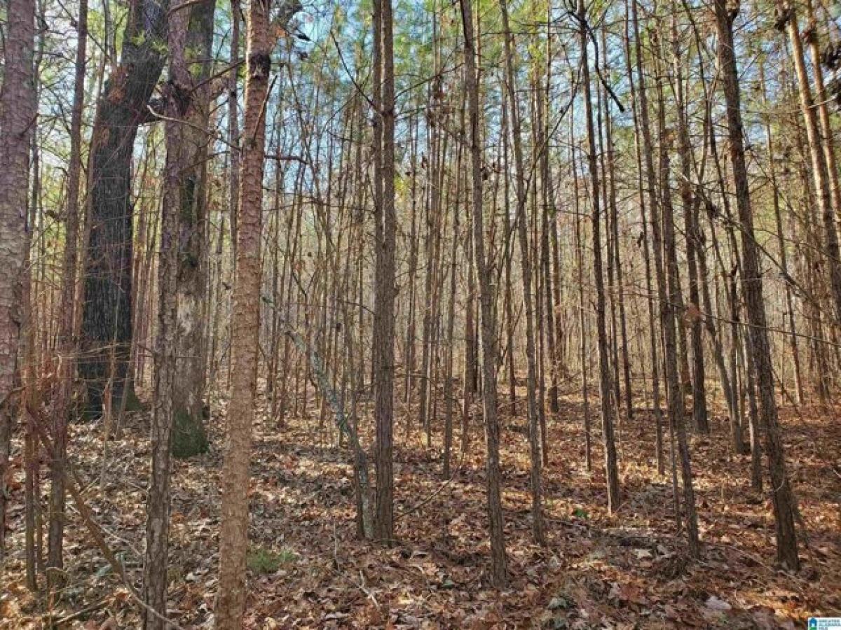 Picture of Residential Land For Sale in Ashville, Alabama, United States