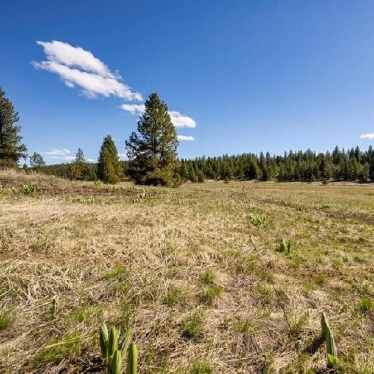 Picture of Residential Land For Sale in McCall, Idaho, United States