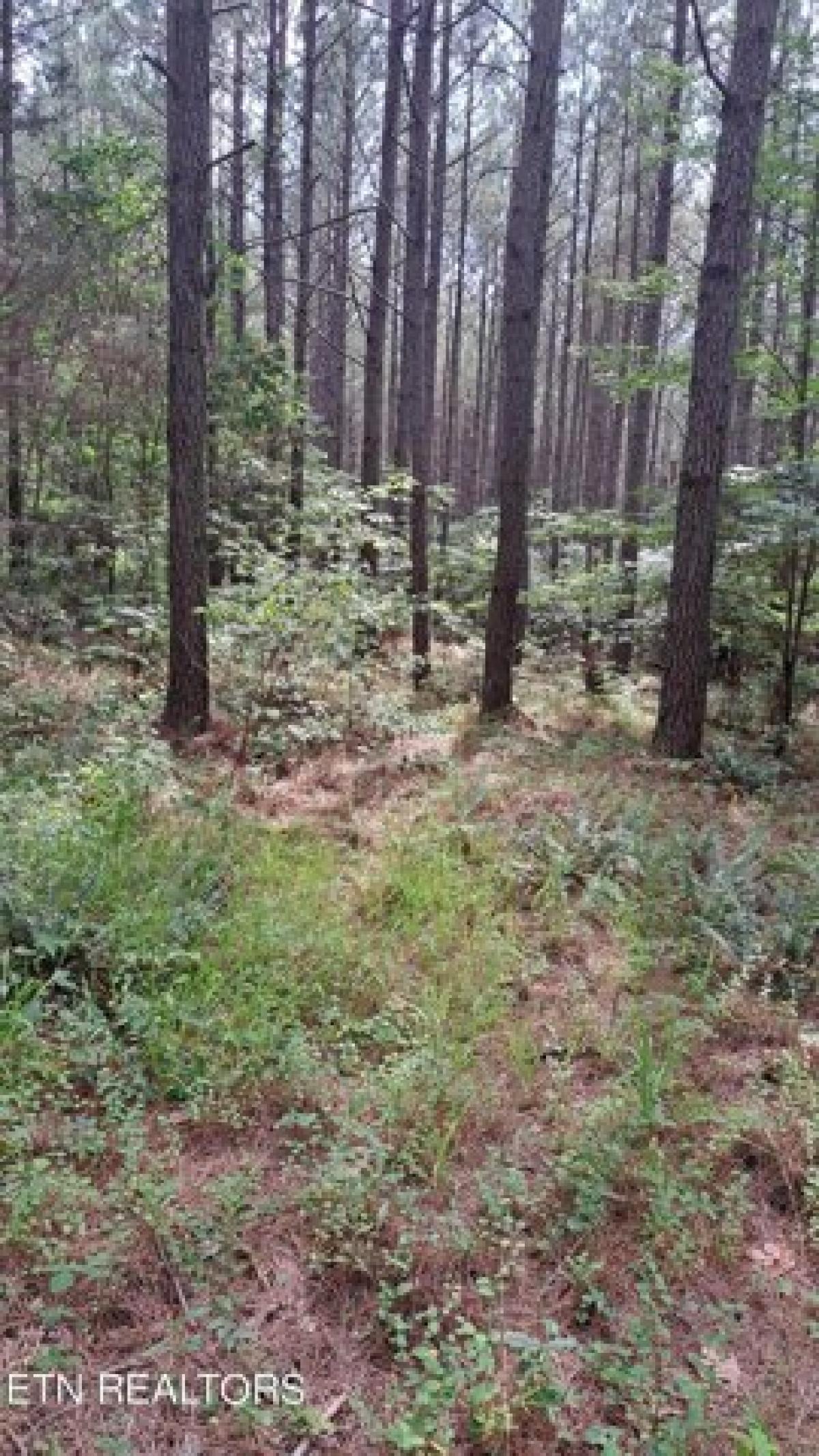 Picture of Residential Land For Sale in Rockwood, Tennessee, United States