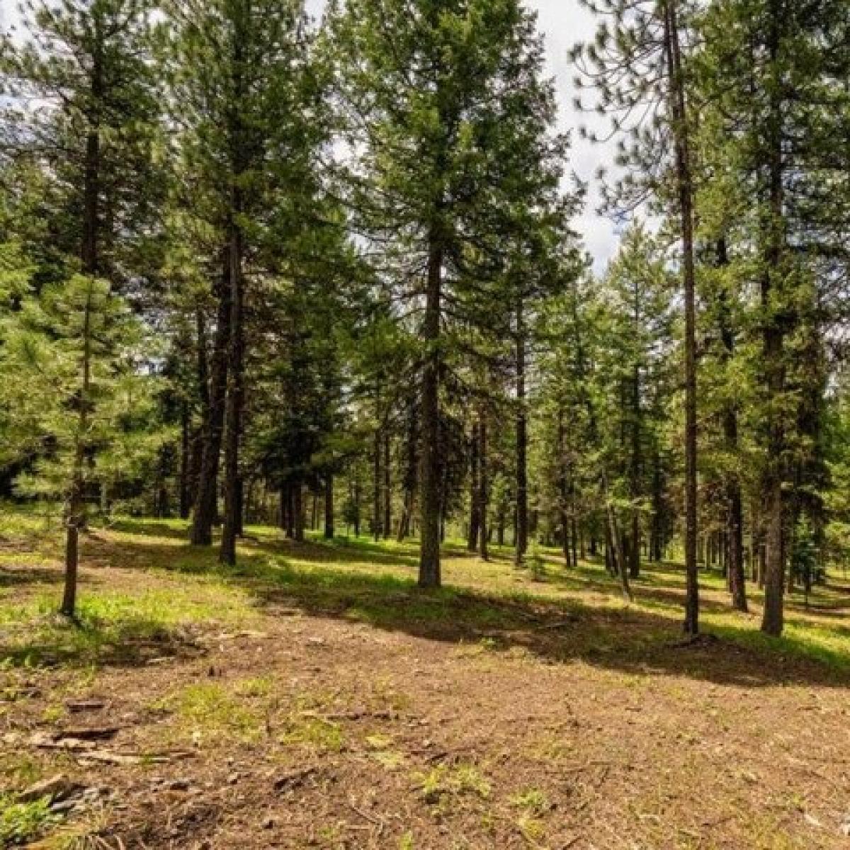 Picture of Residential Land For Sale in McCall, Idaho, United States