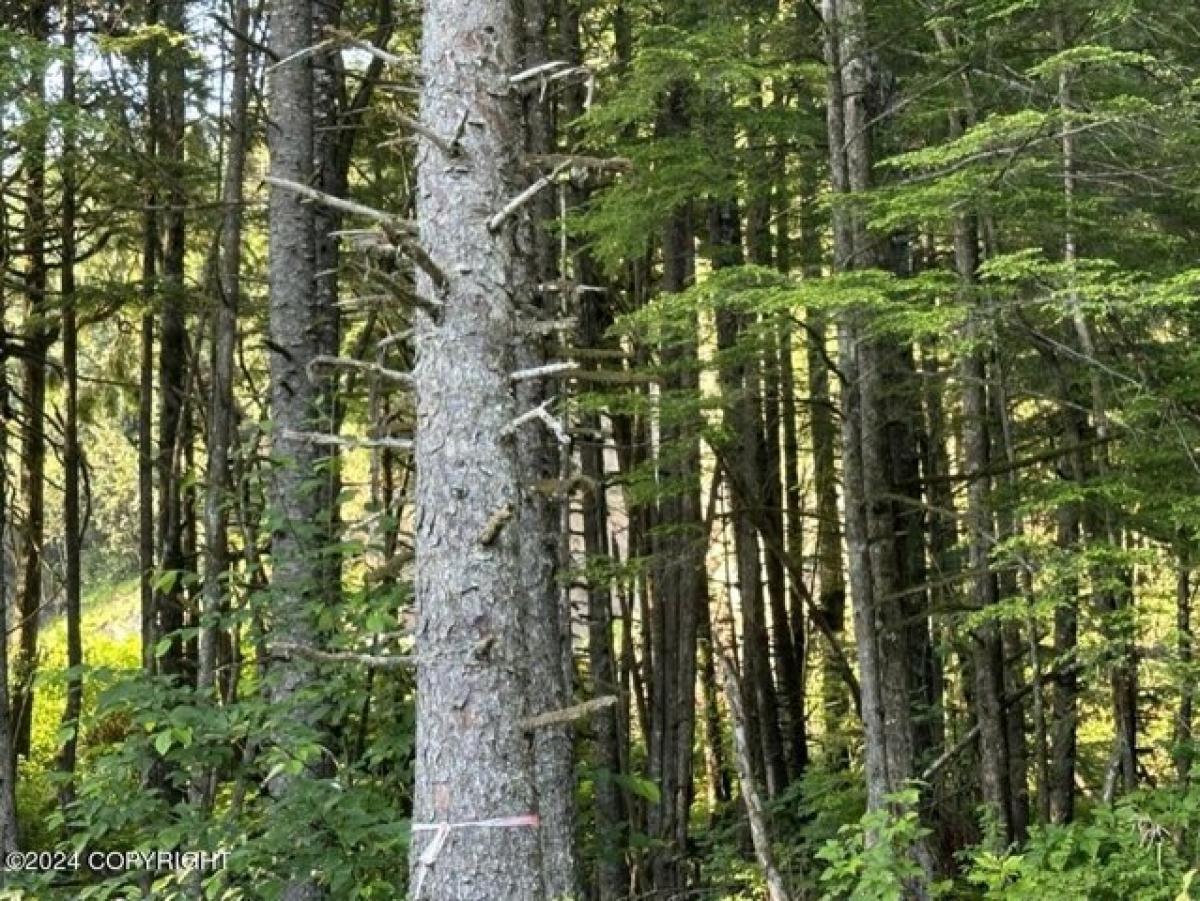 Picture of Residential Land For Sale in Wrangell, Alaska, United States