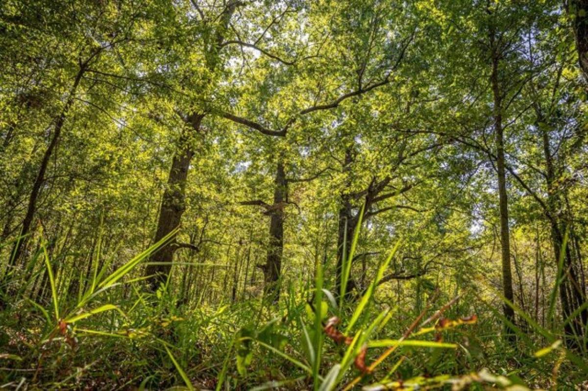 Picture of Residential Land For Sale in Cascilla, Mississippi, United States