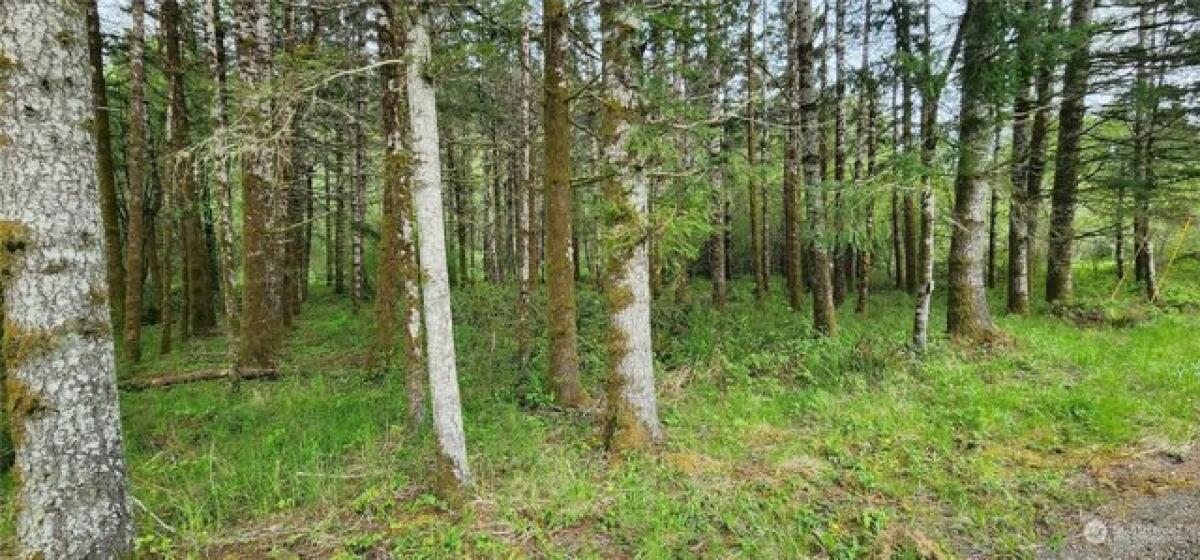 Picture of Residential Land For Sale in Shelton, Washington, United States