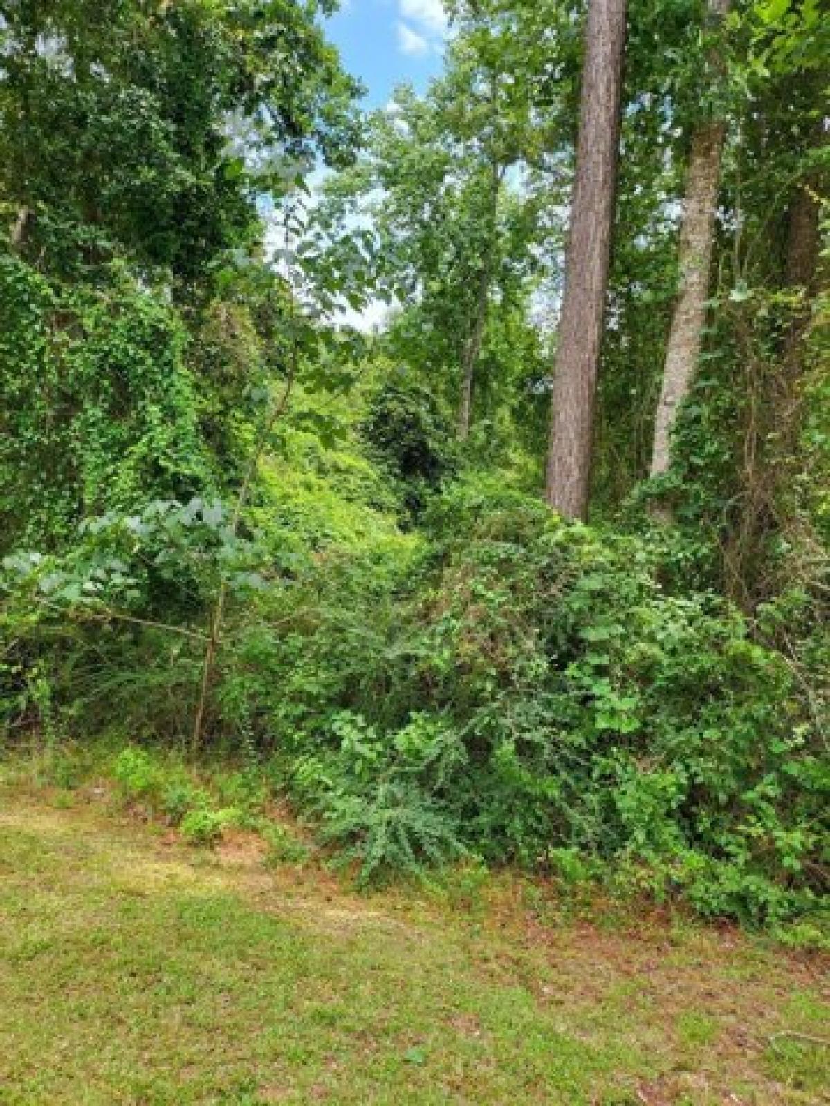 Picture of Residential Land For Sale in Carriere, Mississippi, United States