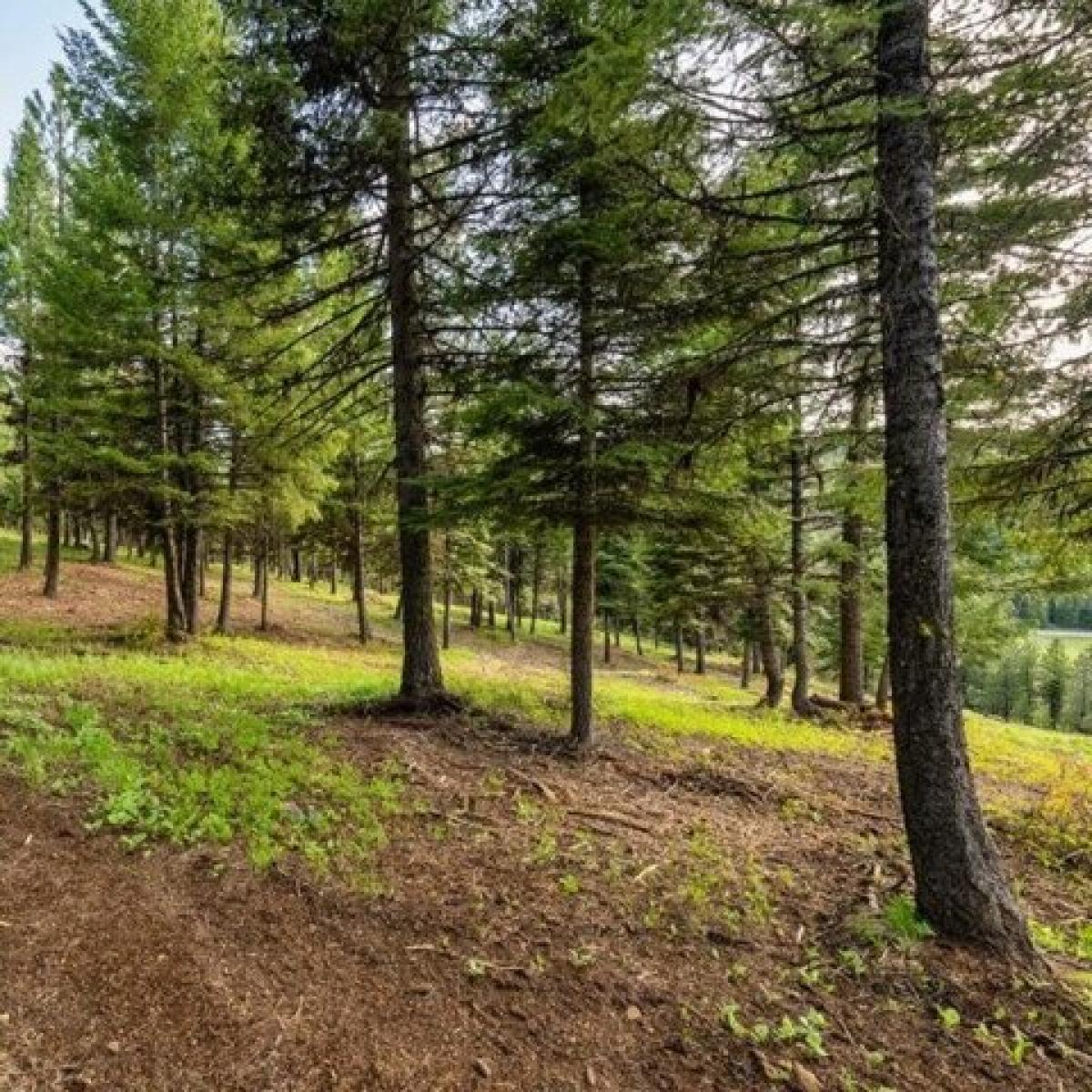 Picture of Residential Land For Sale in McCall, Idaho, United States