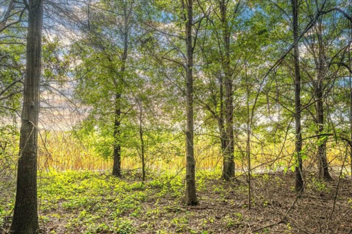 Picture of Residential Land For Sale in Winnsboro, Louisiana, United States