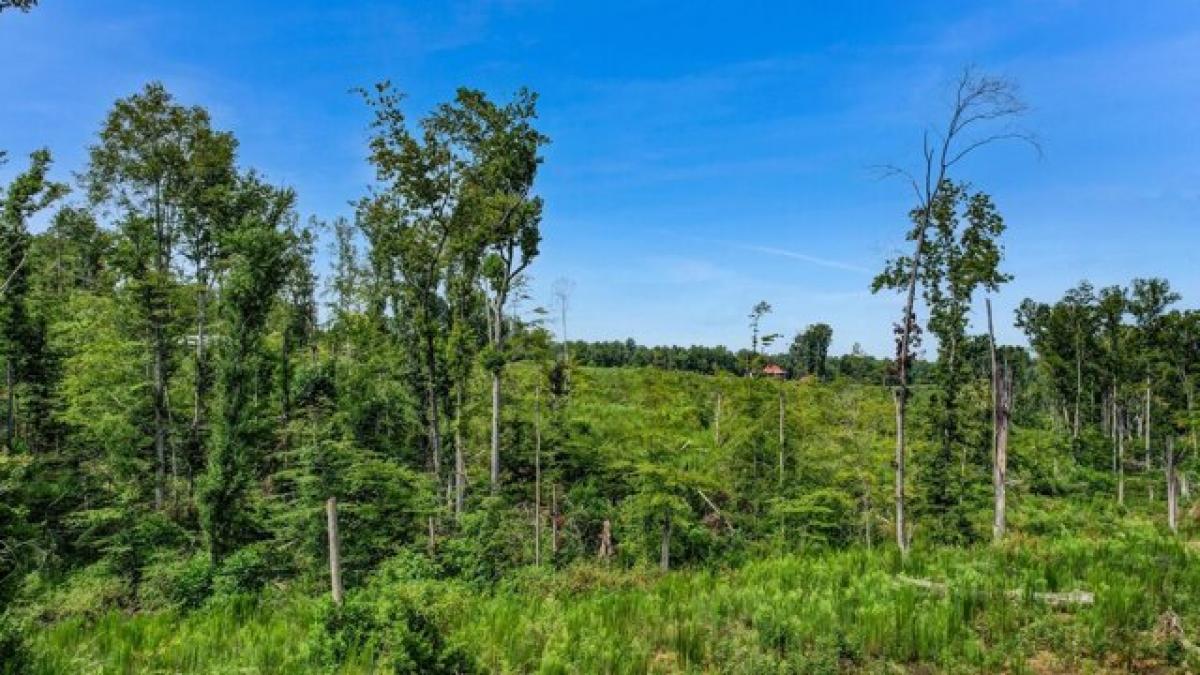 Picture of Residential Land For Sale in Reidsville, North Carolina, United States