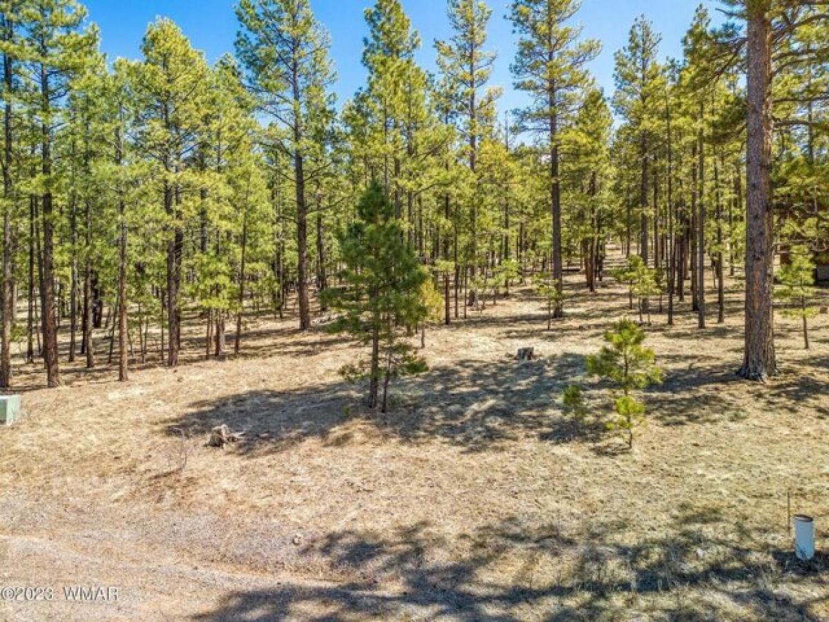 Picture of Residential Land For Sale in Greer, Arizona, United States