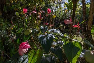 Home For Sale in Mountain View, Hawaii