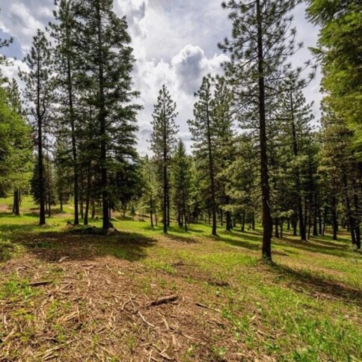 Picture of Residential Land For Sale in McCall, Idaho, United States