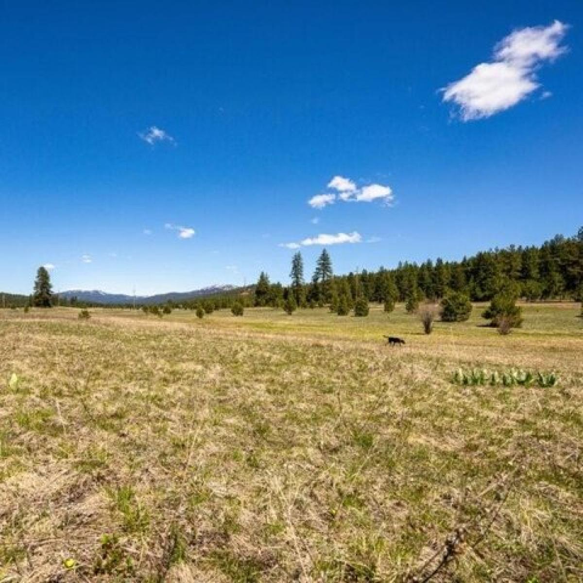 Picture of Residential Land For Sale in McCall, Idaho, United States