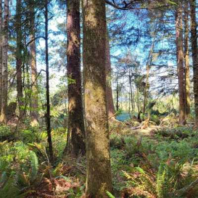 Residential Land For Sale in Naselle, Washington