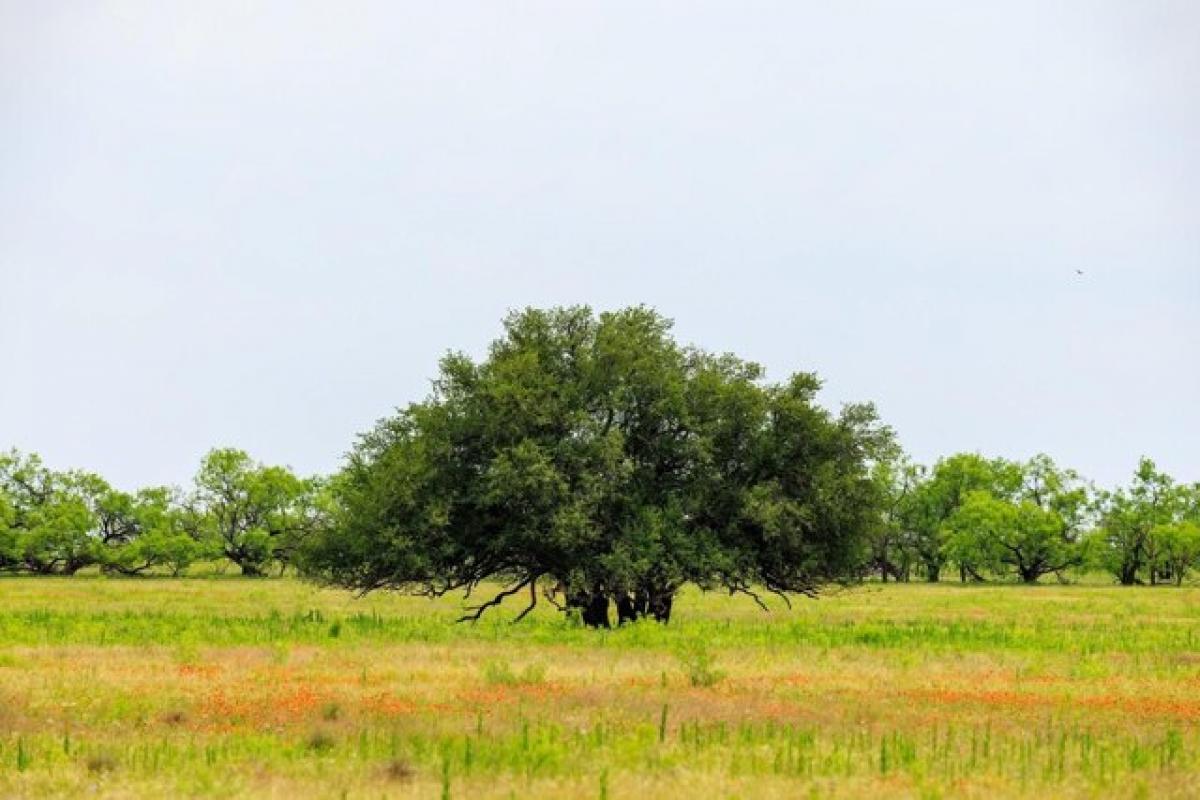 Picture of Residential Land For Sale in Clyde, Texas, United States