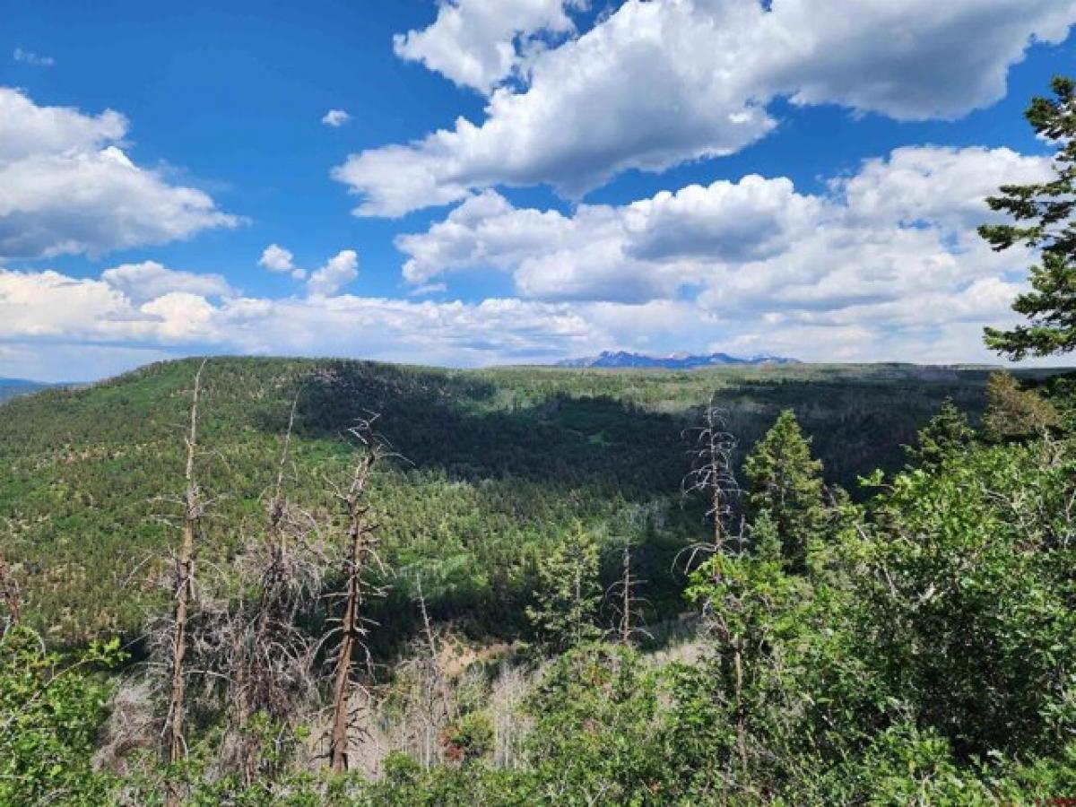 Picture of Residential Land For Sale in Placerville, Colorado, United States