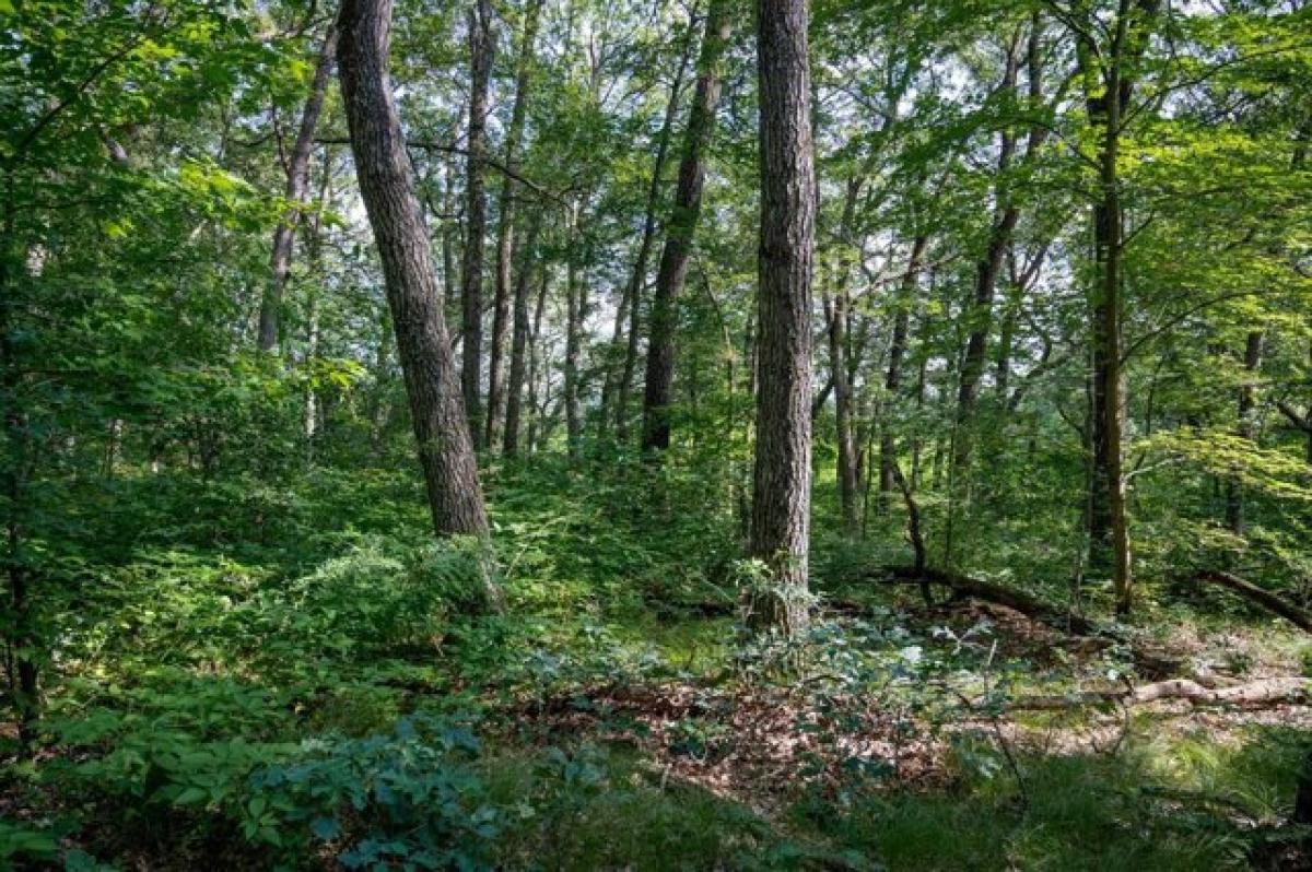 Picture of Residential Land For Sale in Lyndon Station, Wisconsin, United States