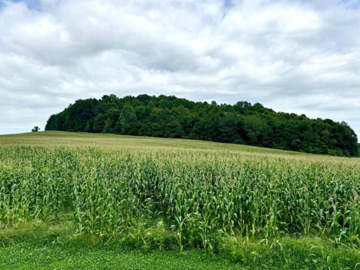 Picture of Residential Land For Sale in Science Hill, Kentucky, United States