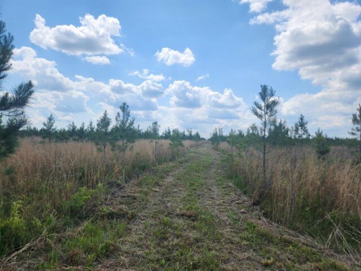 Picture of Residential Land For Sale in Blountstown, Florida, United States