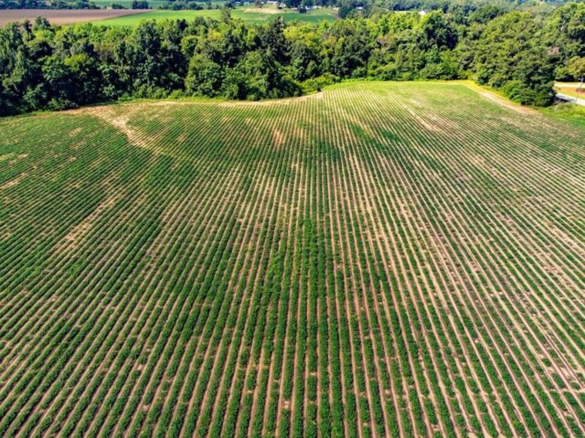 Picture of Residential Land For Sale in Ashford, Alabama, United States