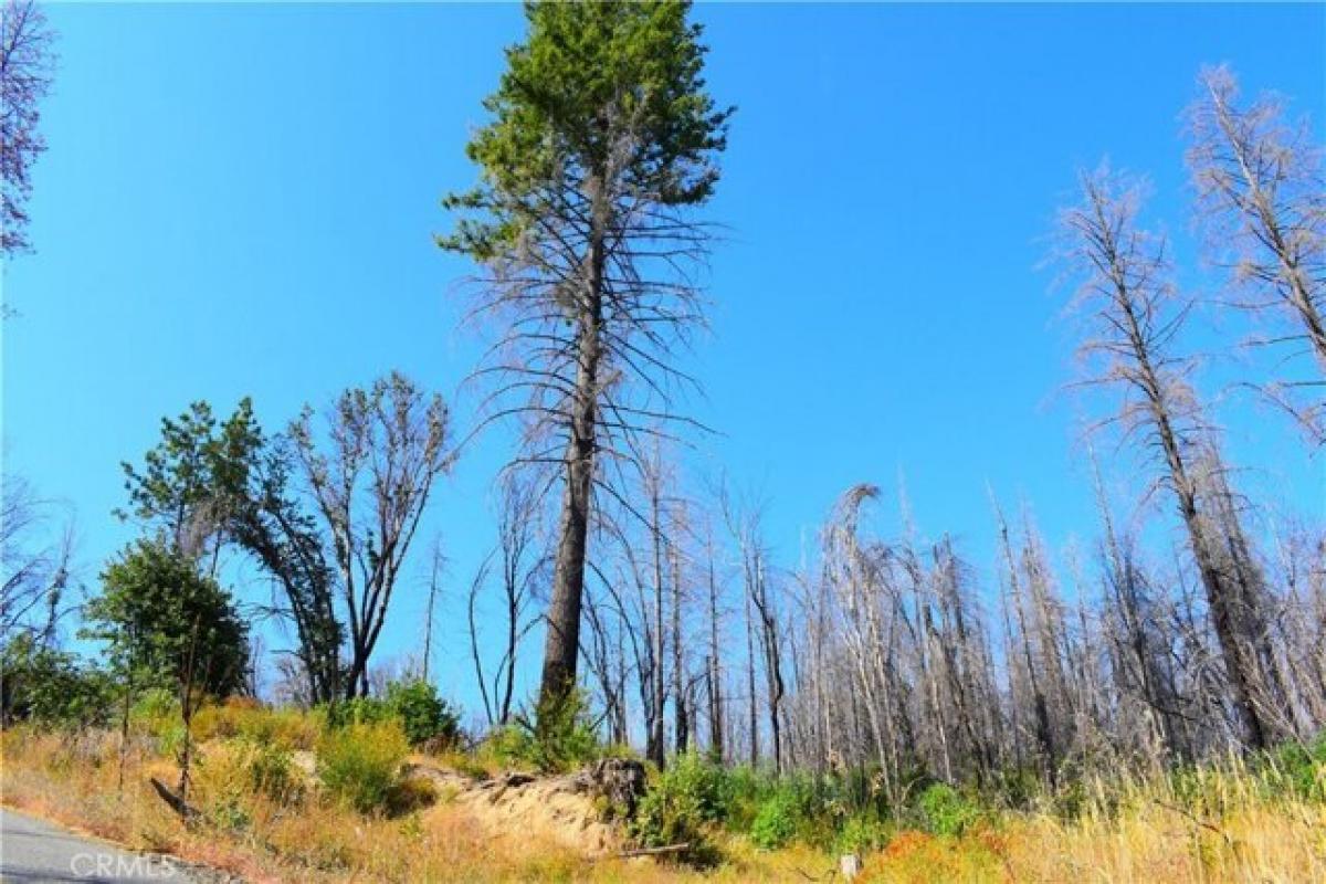 Picture of Residential Land For Sale in Berry Creek, California, United States