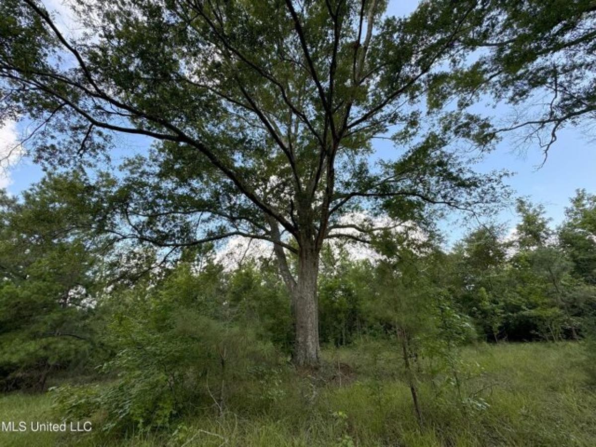 Picture of Residential Land For Sale in Mendenhall, Mississippi, United States