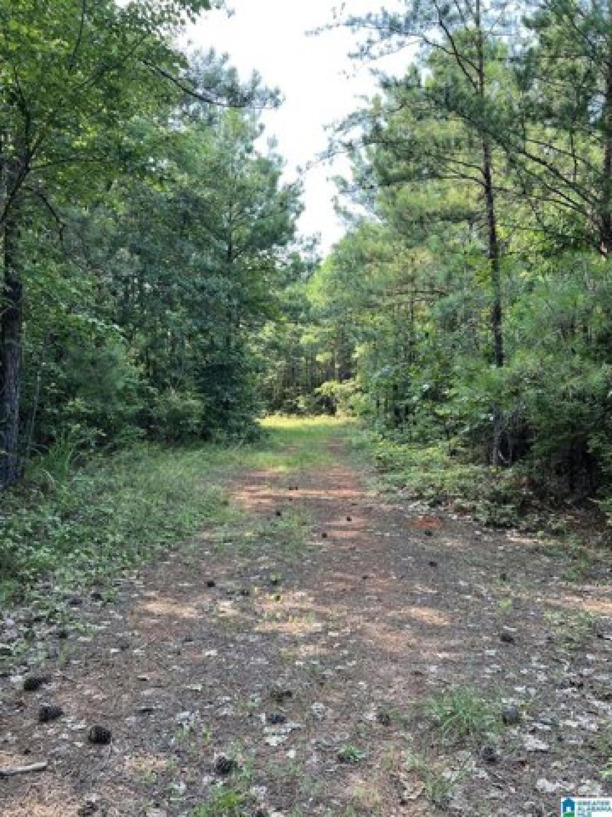 Picture of Residential Land For Sale in Clanton, Alabama, United States