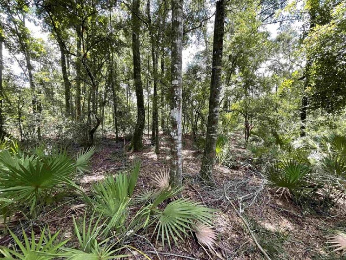 Picture of Residential Land For Sale in Mayo, Florida, United States