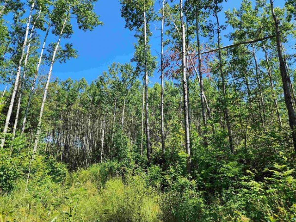 Picture of Residential Land For Sale in Hovland, Minnesota, United States