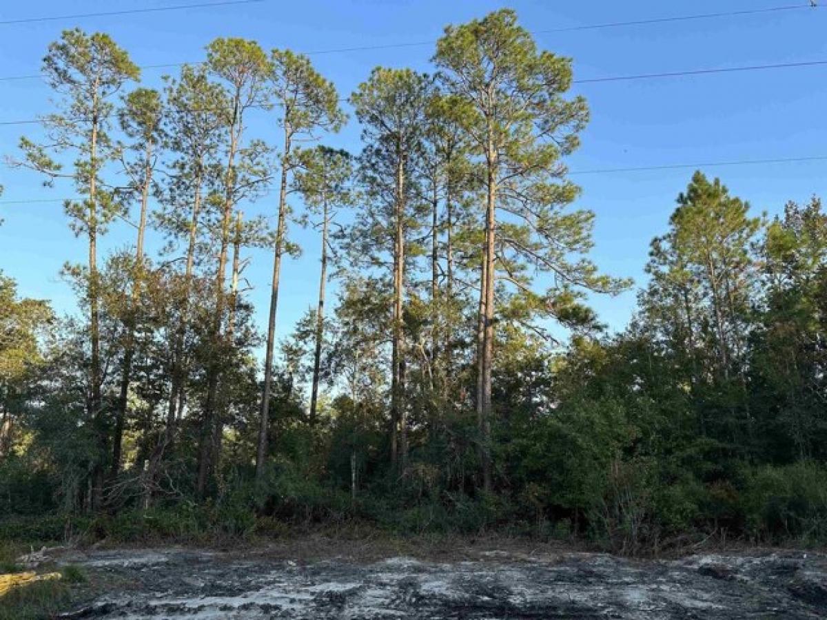 Picture of Residential Land For Sale in Sopchoppy, Florida, United States