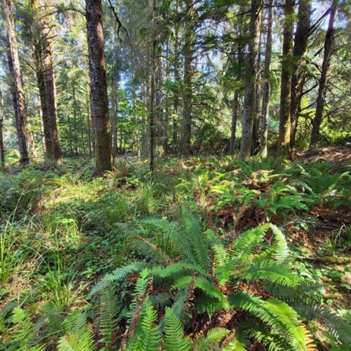 Picture of Residential Land For Sale in Naselle, Washington, United States