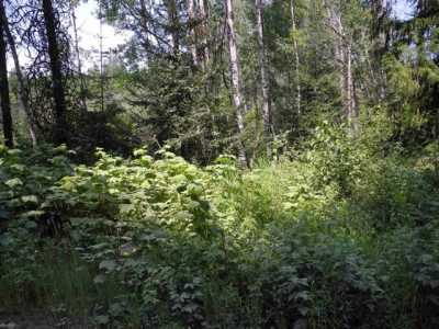 Residential Land For Sale in Newport, Washington