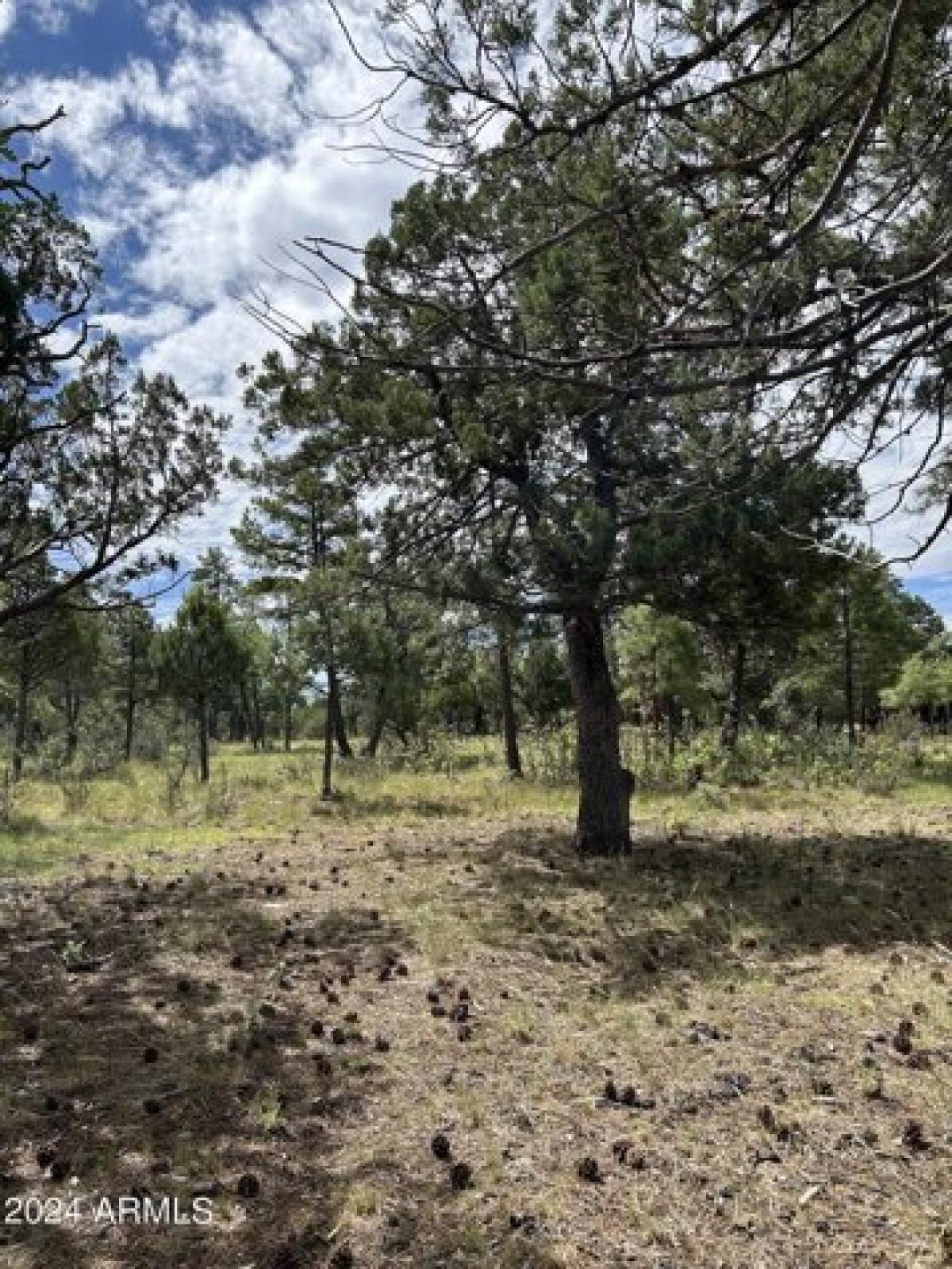 Picture of Residential Land For Sale in Happy Jack, Arizona, United States