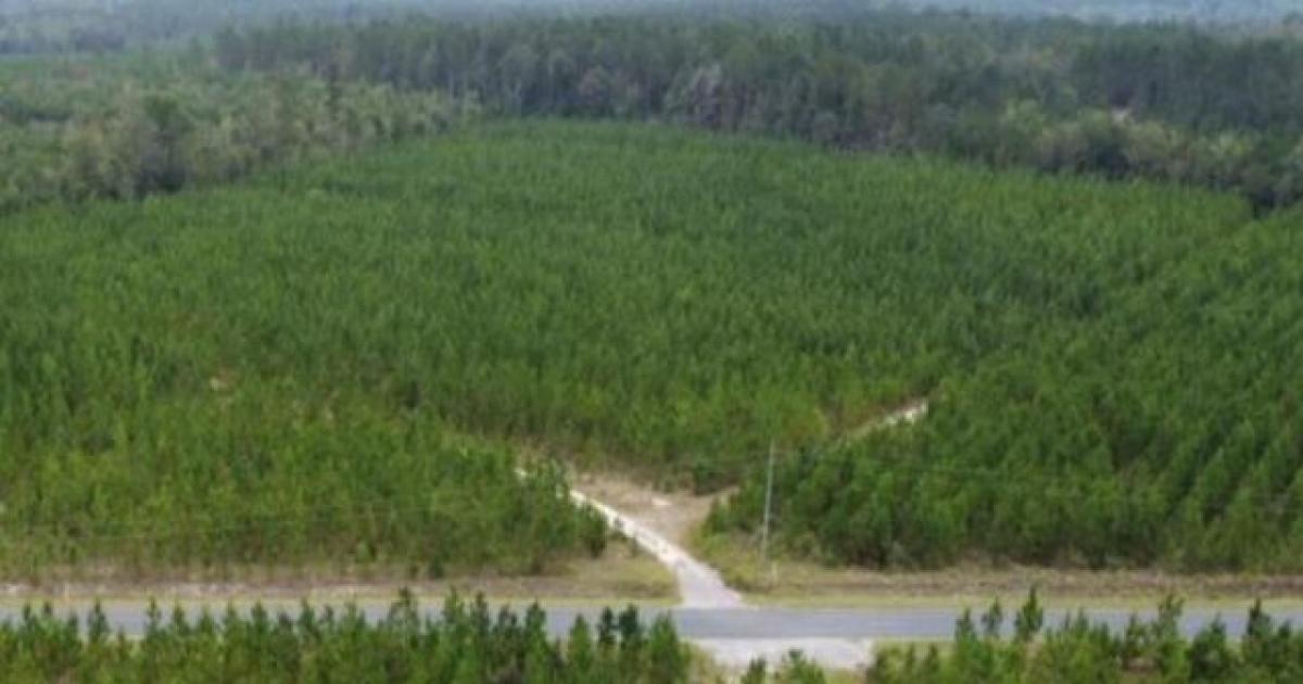 Picture of Residential Land For Sale in Williston, South Carolina, United States