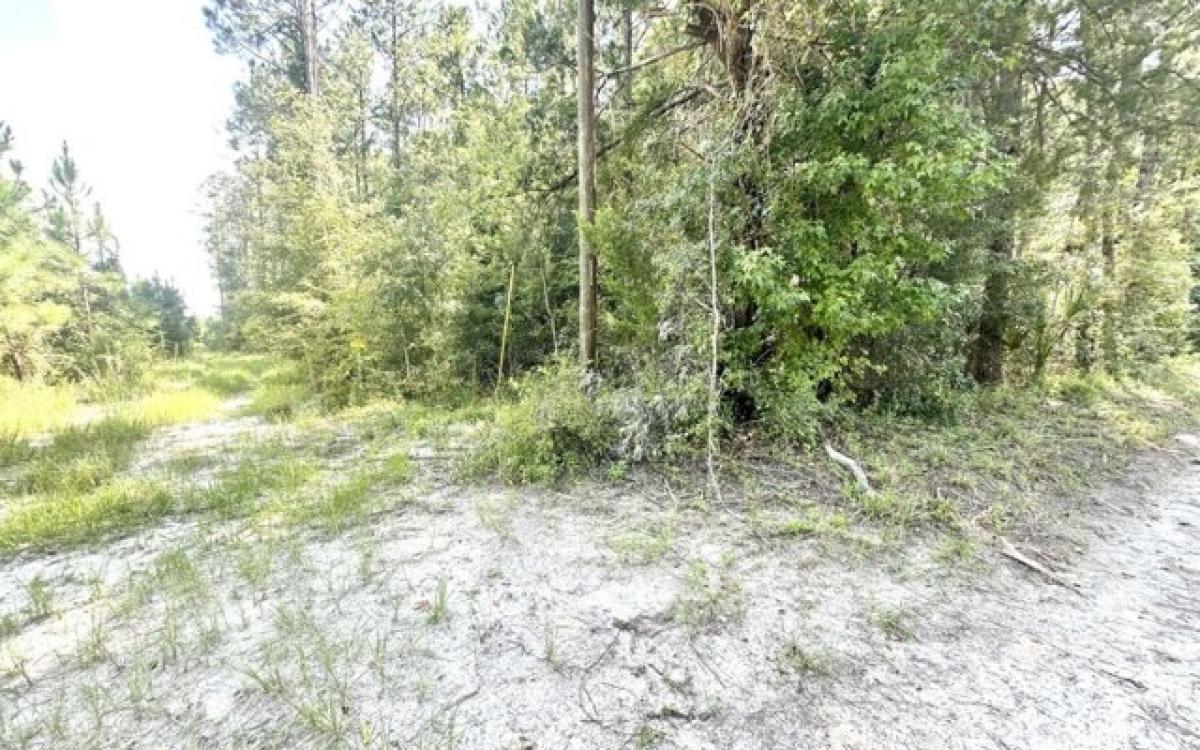 Picture of Residential Land For Sale in Branford, Florida, United States