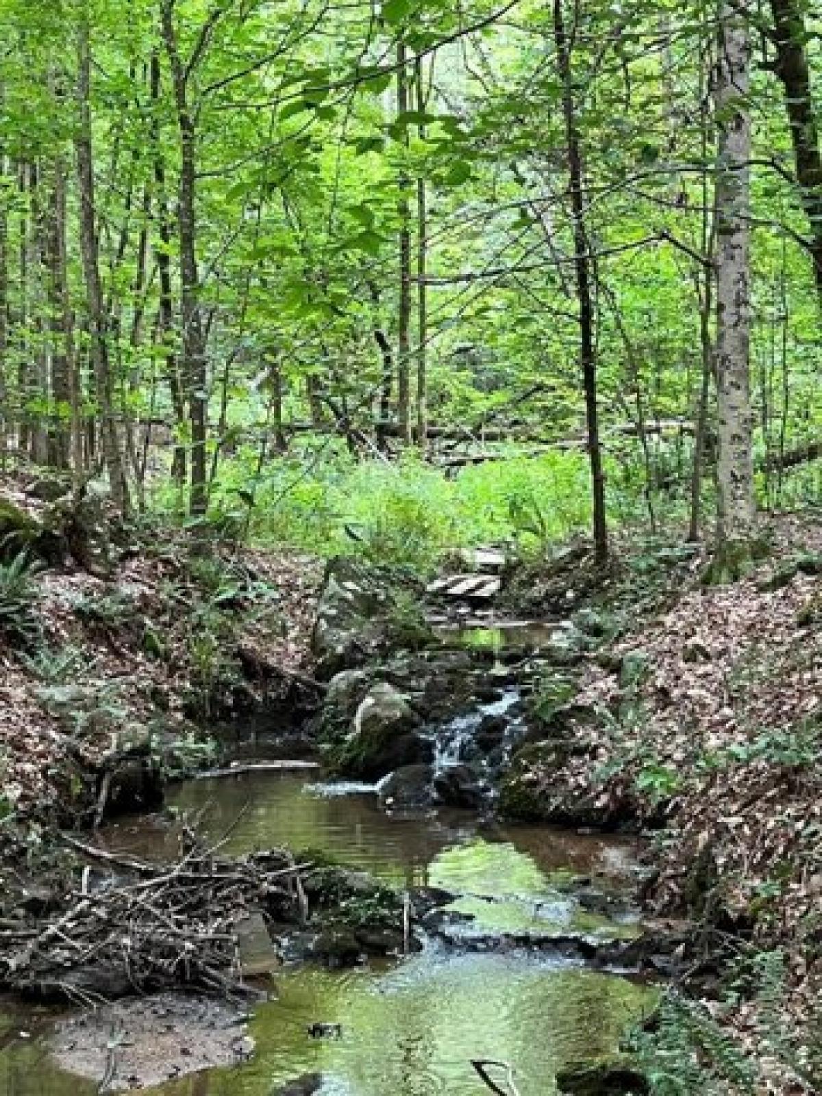 Picture of Residential Land For Sale in Abbeville, South Carolina, United States