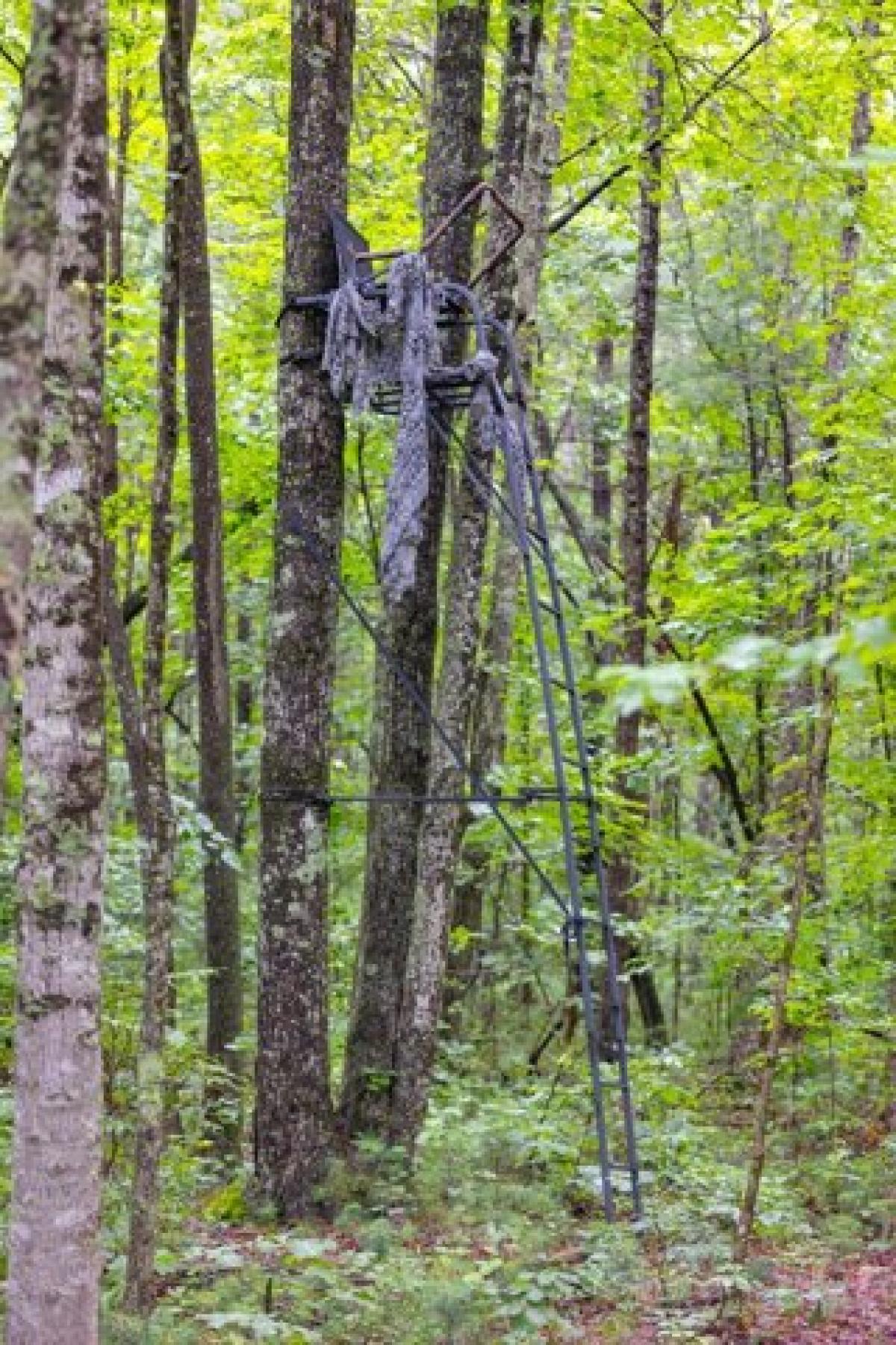 Picture of Residential Land For Sale in Rockwood, Tennessee, United States