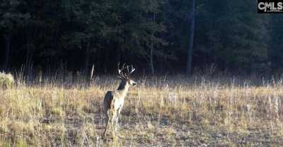 Residential Land For Sale in Salley, South Carolina