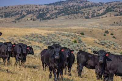 Home For Sale in Meeteetse, Wyoming