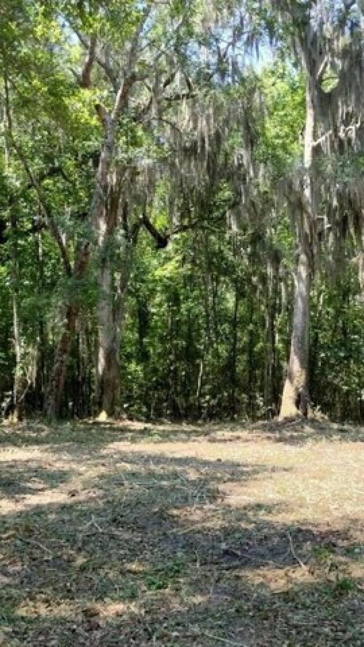 Picture of Residential Land For Sale in Townsend, Georgia, United States