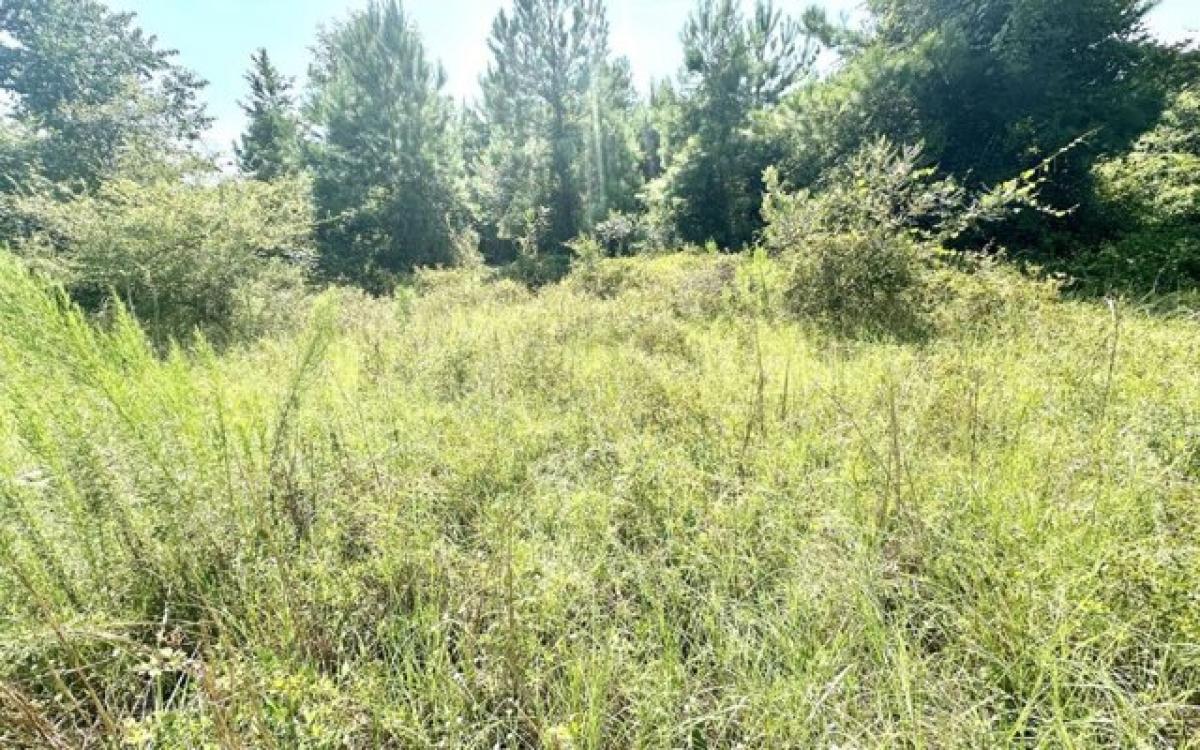 Picture of Residential Land For Sale in Branford, Florida, United States