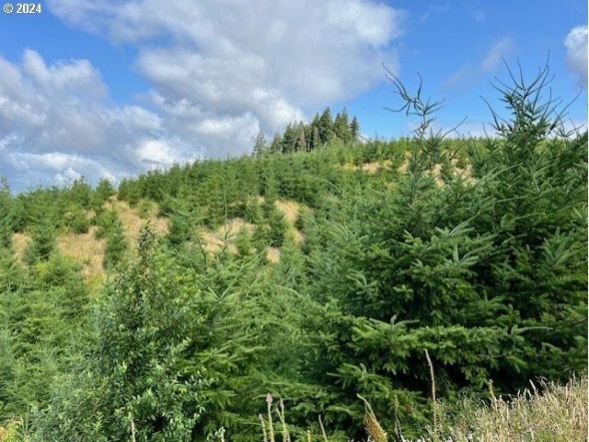 Picture of Residential Land For Sale in Clatskanie, Oregon, United States