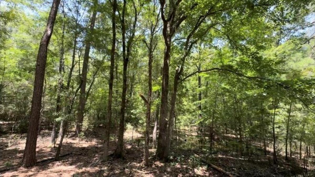 Picture of Residential Land For Sale in Lufkin, Texas, United States