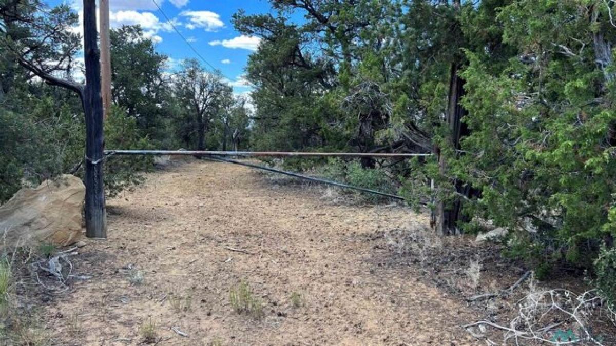 Picture of Residential Land For Sale in Pie Town, New Mexico, United States