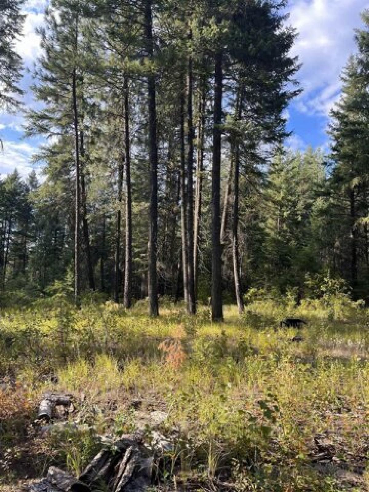 Picture of Residential Land For Sale in Loon Lake, Washington, United States