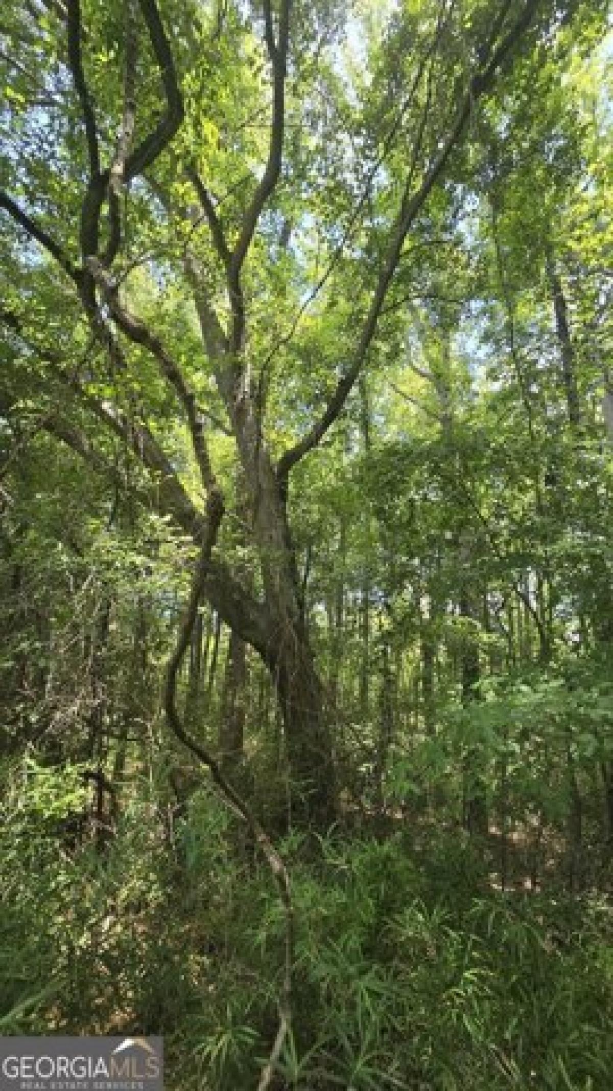 Picture of Residential Land For Sale in Crawford, Georgia, United States