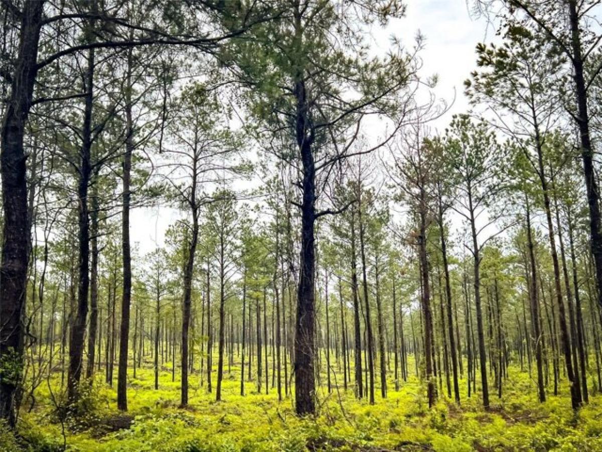 Picture of Residential Land For Sale in Jasper, Texas, United States