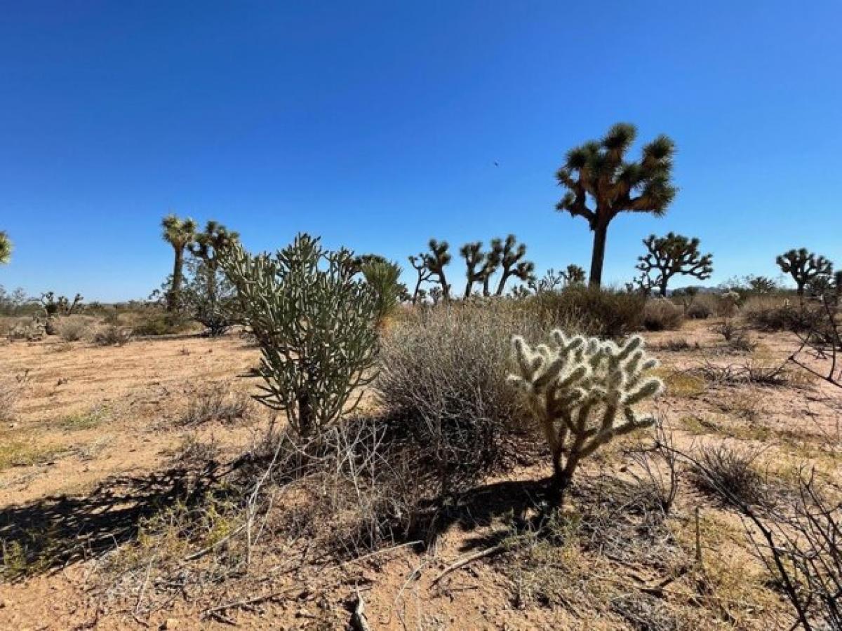 Picture of Residential Land For Sale in Yucca Valley, California, United States