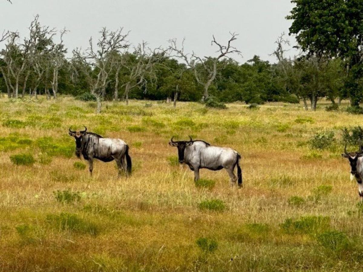 Picture of Residential Land For Sale in Harper, Texas, United States