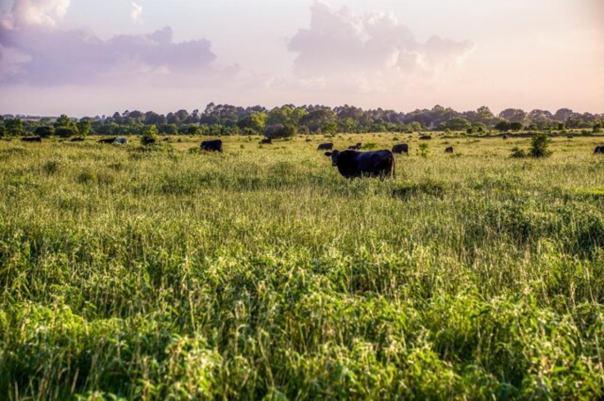 Picture of Residential Land For Sale in Sealy, Texas, United States