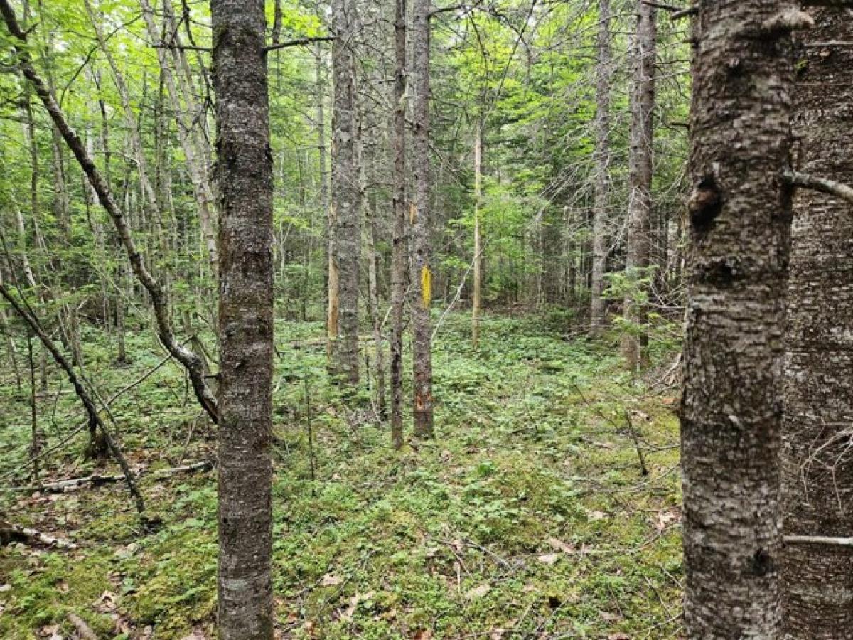 Picture of Residential Land For Sale in Steuben, Maine, United States